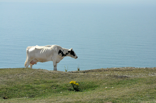 Vache tennyson down vue 1