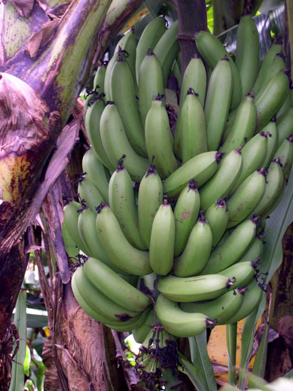 bananes