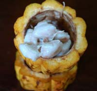 Cabosse_ouverte_vue_1