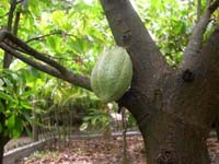 Cabosse_verte_vue_2_1