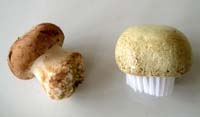 Champignons_et_brosse_vue_2_1