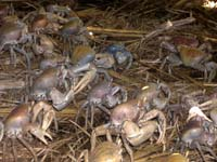 Crabe_de_terre_trois_vue_1