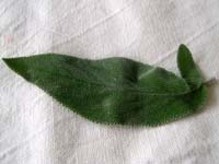 Feuille_de_sauge_1