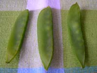 Mangetout_vue_1