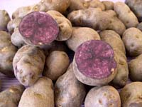 Pdt_vitelotte_vrac_vue_1