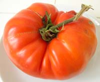 Tomate_francois_vue_2