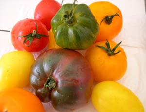 Tomate_plein_champ_lavees_vue_1